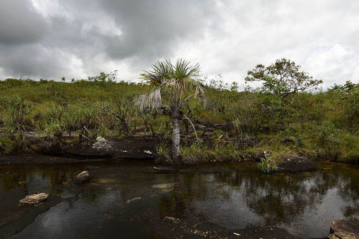 Actualmente se están perdiendo ecosistemas muy complejos que van a tardar muchos años para restaurarse y renovarse. Fotos: Nicolás Alexander Pérez Forero.