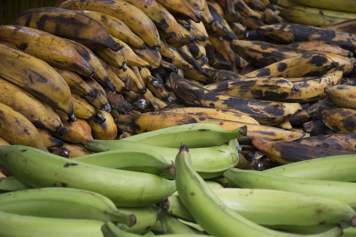 En el suelo se debe dejar máximo el 50 % de los residuos de plátano y banano; si se deja el 100 % se propiciarían gases de efecto invernadero. Foto: Unimedios.