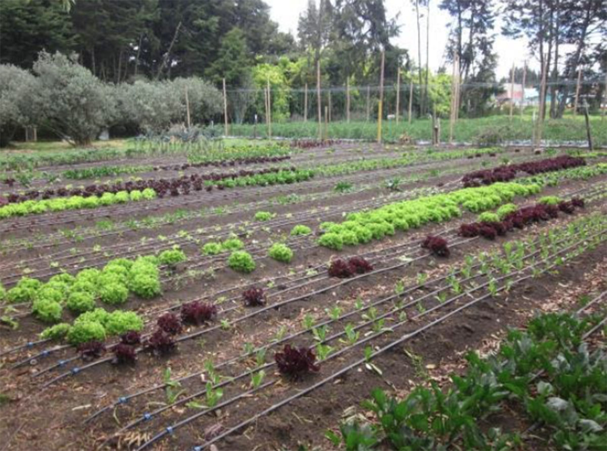 En Aracaju (Brasil) las plazas de mercado cuentan con espacios exclusivos para producción agroecológica y agricultura familiar. Foto: Brandon Pinto - Unimedios.