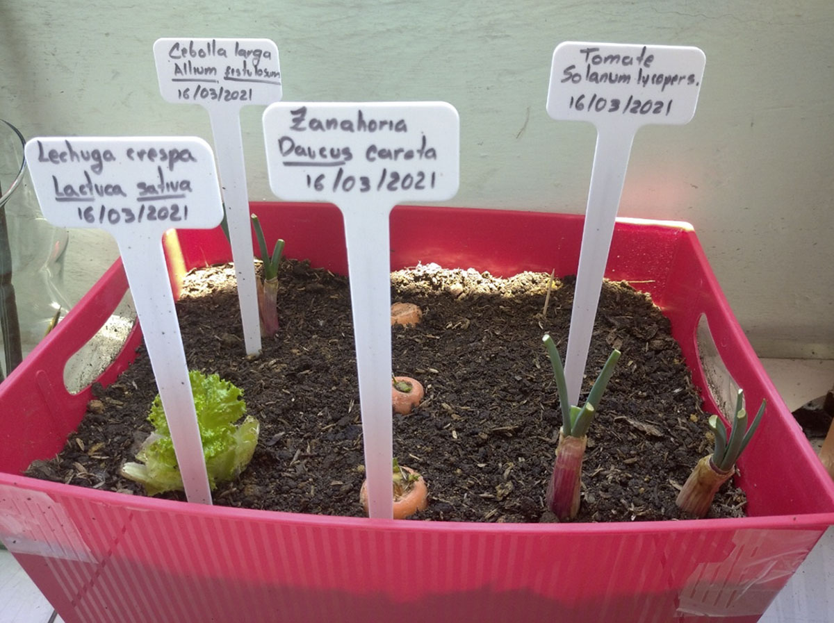 Los estudiantes de octavo grado crearon 8 microhuertos de cebolla larga, pimientos pequeños, tomate, zanahoria y aromáticas. Foto: Leidy Toro Orlas.