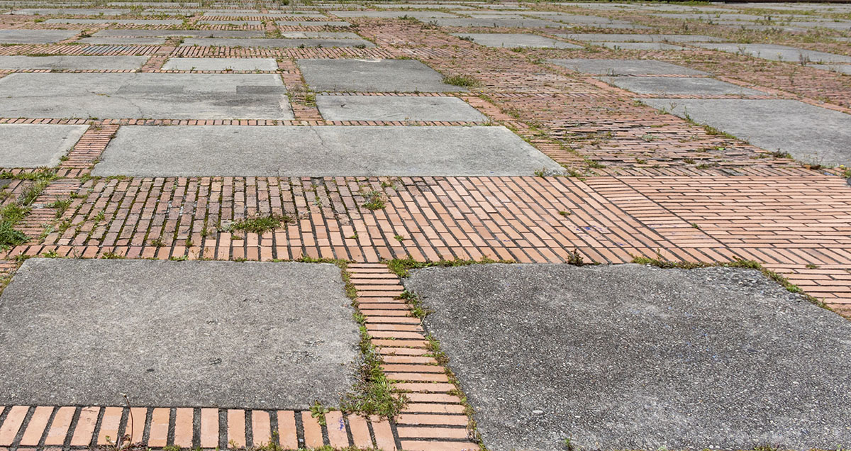 El concreto es una roca artificial que contiene muchos minerales que ayudan al establecimiento vegetal. Foto: Unimedios