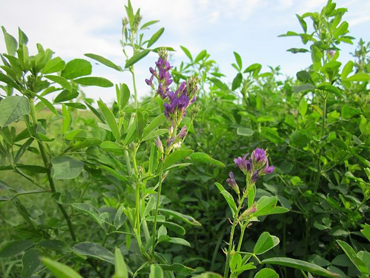 La planta de alfalfa, originaria de Asia Menor y sur del Cáucaso, es uno de los principales cultivos forrajeros en países de clima templado. Foto: AnRo0002 [CC0], https://www.lifeder.com/alfalfa/