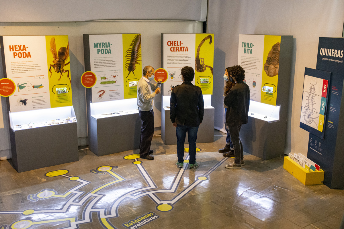 El Museo de Historia Natural de la Facultad de Ciencias de la UNAL abrió oficialmente las visitas a la Sala de Artrópodos. Fotos: Brandon Pinto / Unimedios