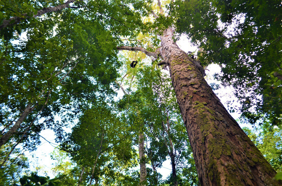 Árboles se desplazarían para afrontar cambios climáticos