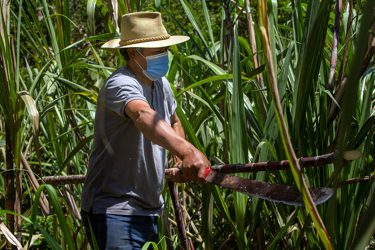 Con el uso del ácido giberélico el agricultor no dedicaría tanta área para cultivo de semilla, sino que en menos área tendría la misma o mayor producción. Fotos: Óscar Iván Patiño Giraldo, magíster en Ciencias Agrarias de la UNAL Sede Palmira.