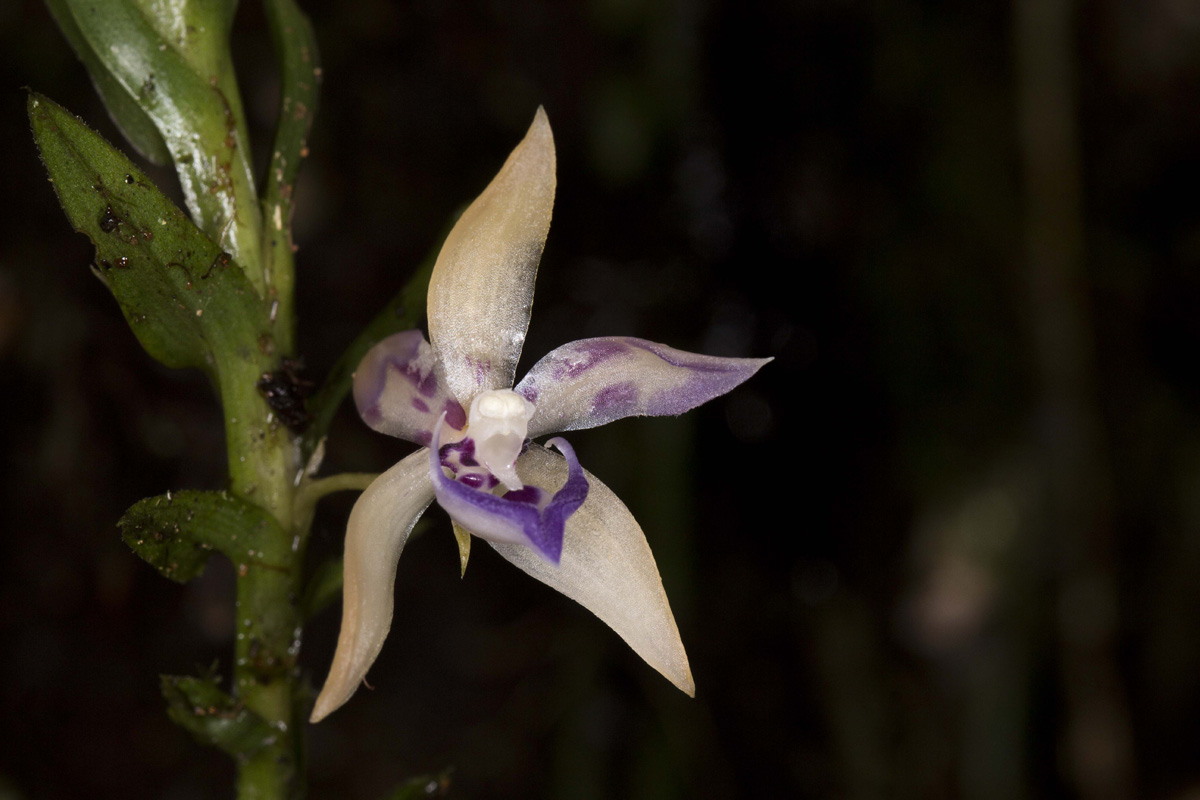 Orquídea Dichaea andina, nuevo hallazgo en la cordillera