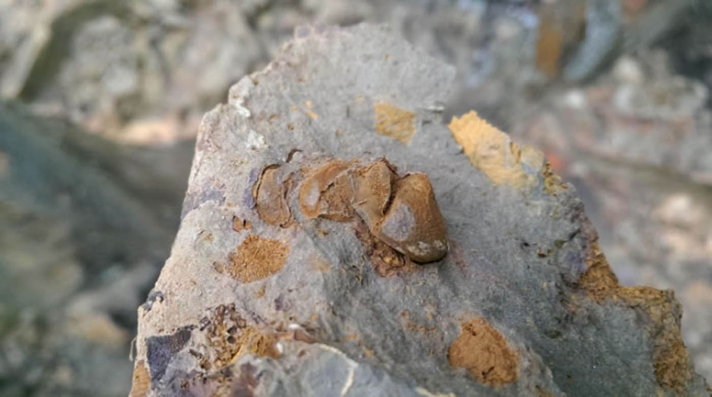 Detalle de un trilobite, artrópodo que vivía en los fondos de mares y bahías y cuya extinción se dio al final de la era Paleozoica. Fotos: Andrés Felipe Pastor.