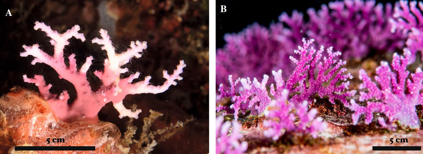 Especies de coral encaje rosado Stylaster roseus de Barú (Colombia) y Stylaster blatteus, Isla Príncipe (Golfo de Guinea). Foto: Gnecco, 2022. Artículo Científico.