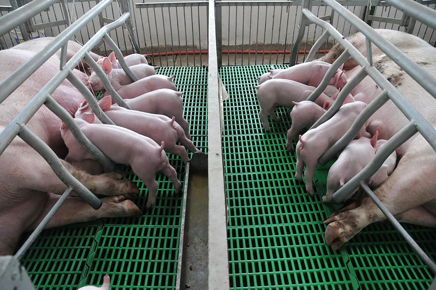 Gran parte de la reproducción en la porcicultura depende de la inseminación artificial, que por lo general se hace con semen refrigerado. Foto: archivo Unimedios.
