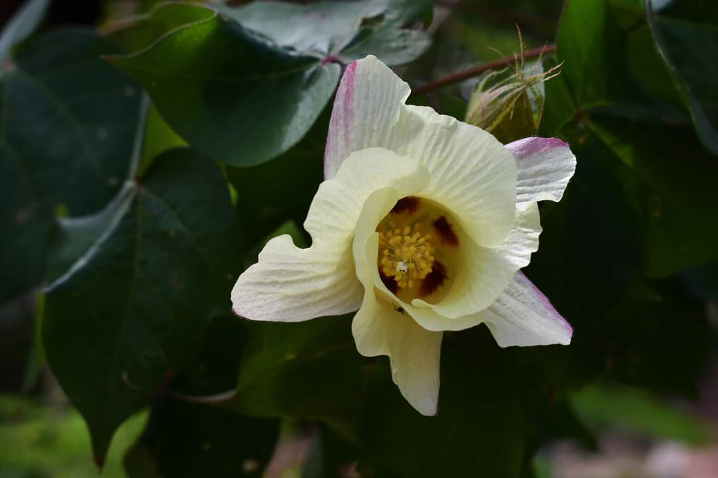 Al principio la flor del algodón tiene un color blanco o amarillo pardo. Foto: Rafael Mora, curador Jardín Botánico de la UNAL Sede Caribe.