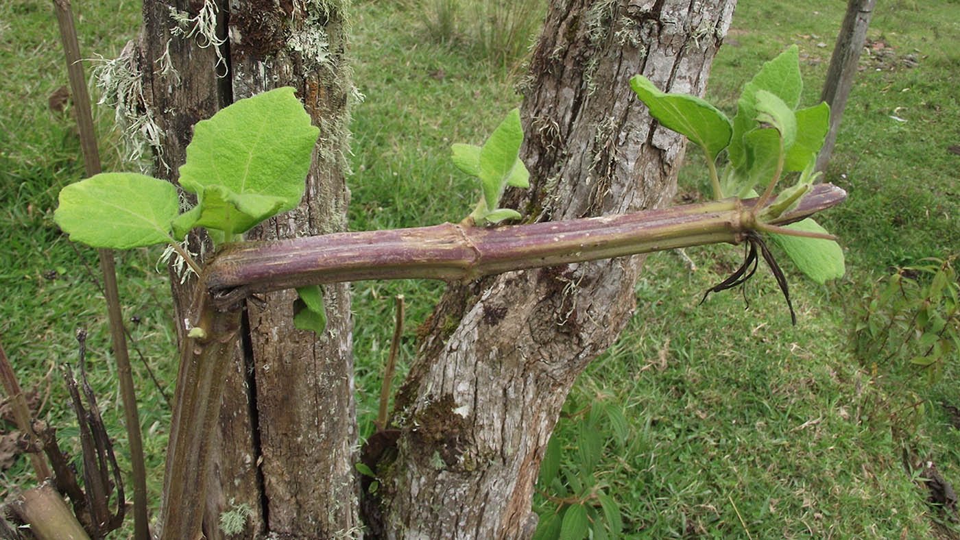 El arboloco es una especie de árbol vegetal autóctono de Colombia, Ecuador y Venezuela. Fotos: Gustavo Agredo, arquitecto y docente UNAL Sede Manizales.