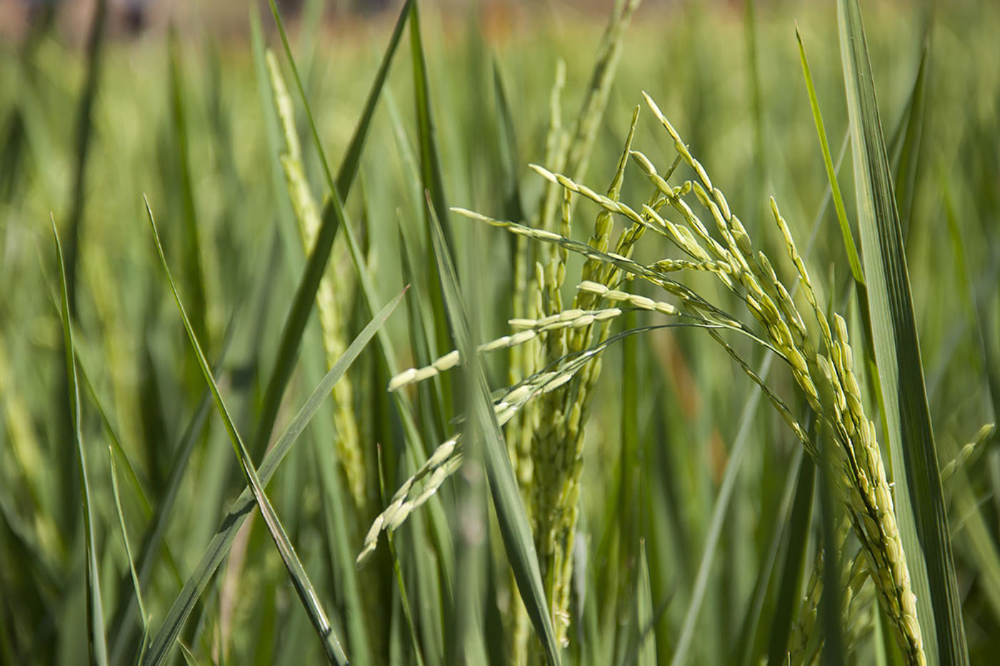 D. saccharalis es una plaga que está causando pérdidas del 63 % en la producción del cultivo de arroz. Foto: archivo Unimedios.