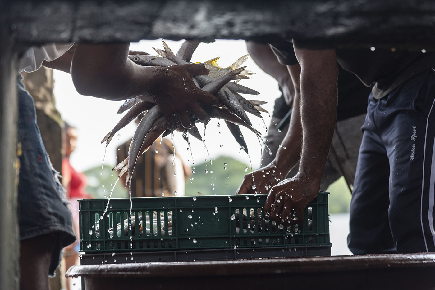 El pescado llega fresco a la Plaza de Mariscos de Tumaco, y antes de ser vendido debe ser aliñado, es decir limpiado de vísceras y quedar listo para el consumo. Fotos: Jeimi Villamizar, Unimedios.