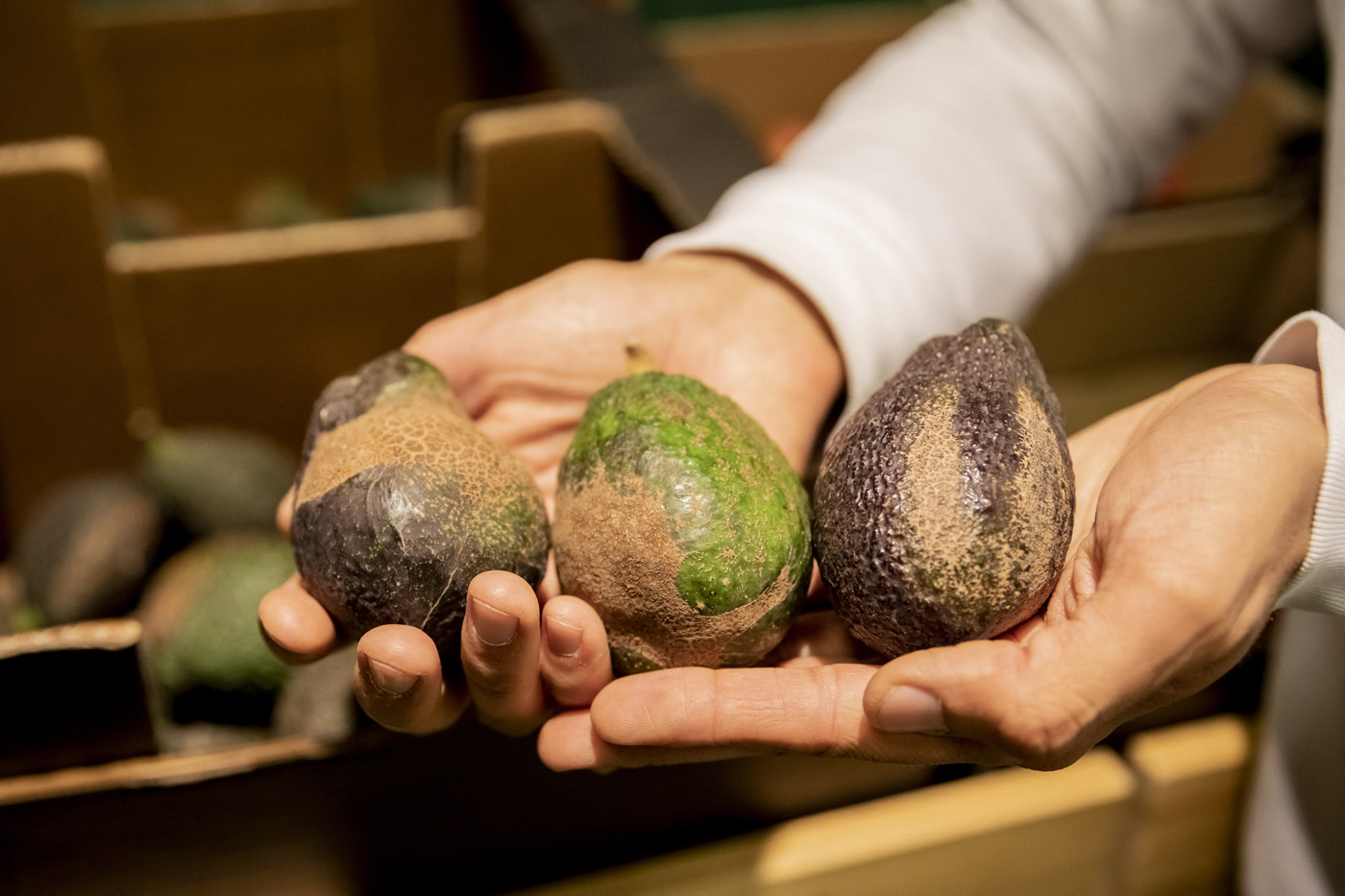 Daño estético en la epidermis del aguacate provocado por los insectos tisanópteros. Foto: Christoph Soeder/AFP.