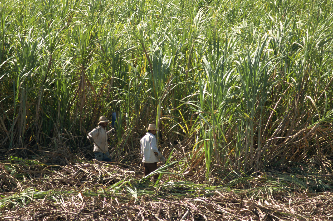 Cultivo de caña en el municipio de Pradera, en donde siembran una de las variedades comerciales estudiadas. Foto: Roger de Jesús Urrea, magíster en Ciencias Agrarias, UNAL Sede Palmira.