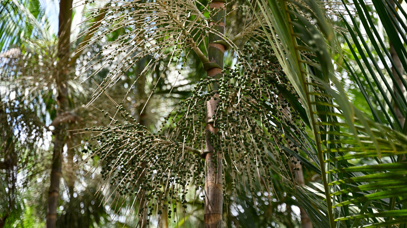 El asaí es el fruto de una palmera autóctona de las selvas colombianas. Foto: Evaristo SA-AFP.