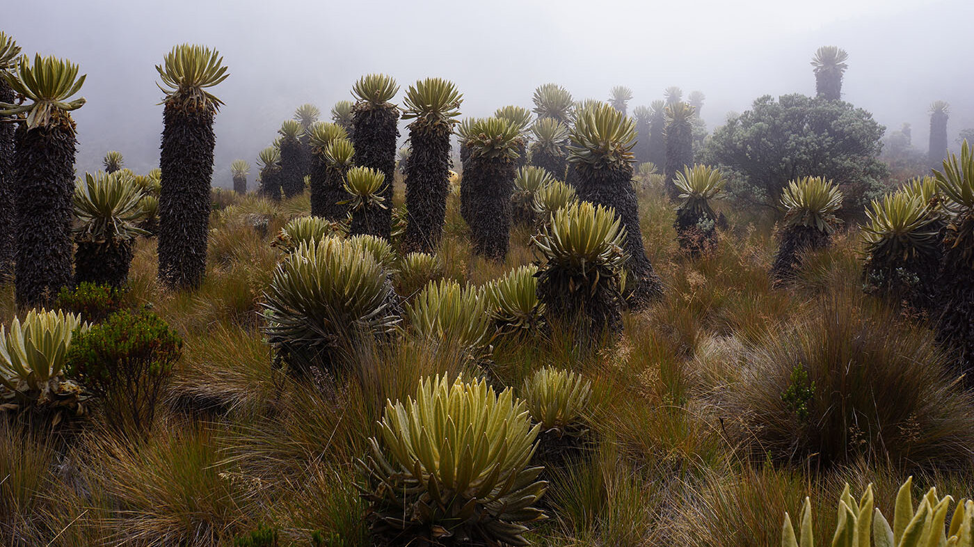 El efecto principal de la niebla en los páramos es reducir la pérdida de humedad o evapotranspiración de la vegetación. Fotos: Conrado Tobón Marín, coordinador del grupo de investigación “Hidrología y modelación de ecosistemas” de la UNAL Sede Medellín.