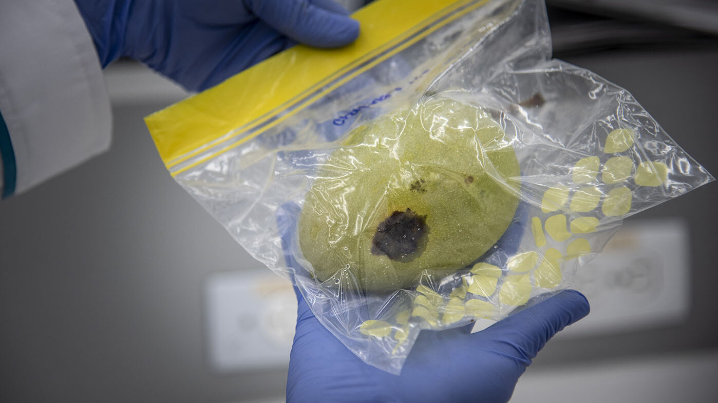 Avanza la investigación de estudiantes de la UNAL Sede de La Paz para controlar el hongo que afecta el cultivo de mango. Foto: Jeimi Villamizar, Unimedios.