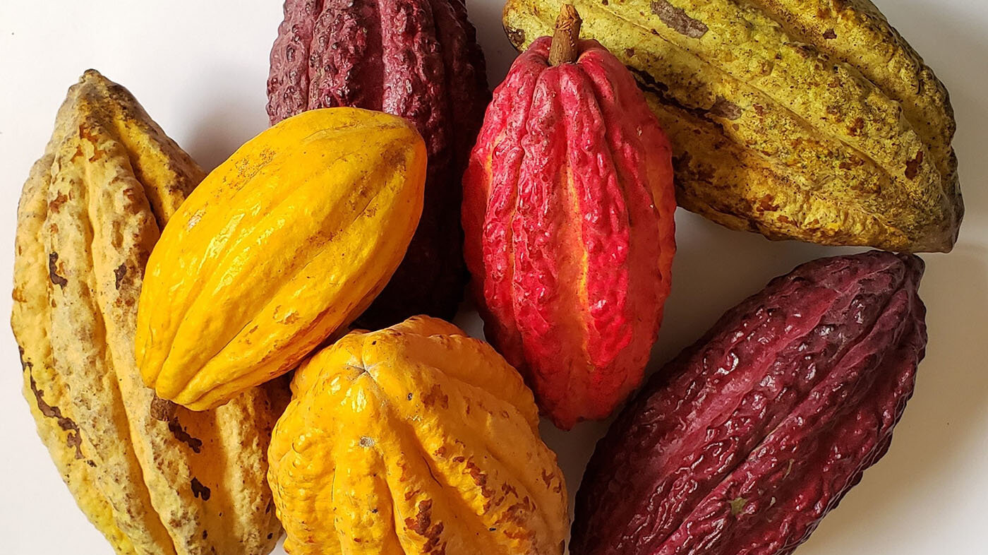 Entre 2.222 muestras evaluadas, el estudio identificó el 5 % de los árboles de cacao por rendimiento y tolerancia a enfermedades. Fotos: Mercedes Carranza, investigadora.