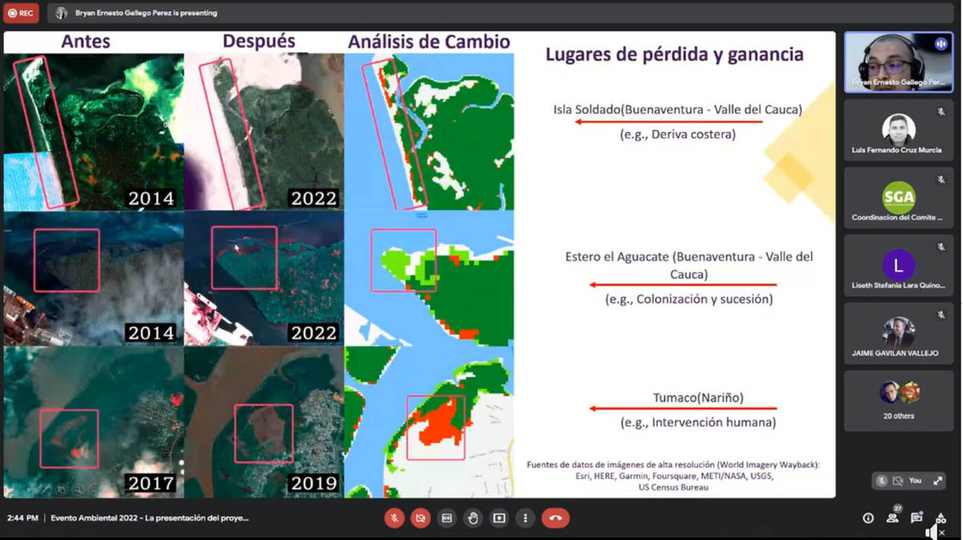 Entre 2009 y 2019 el área de bosque de manglar en el Pacífico colombiano pasó de 155.394,27 a 144.704,34 hectáreas. Foto: Bryan Ernesto Gallego, magíster en Ingeniería Ambiental de la UNAL.