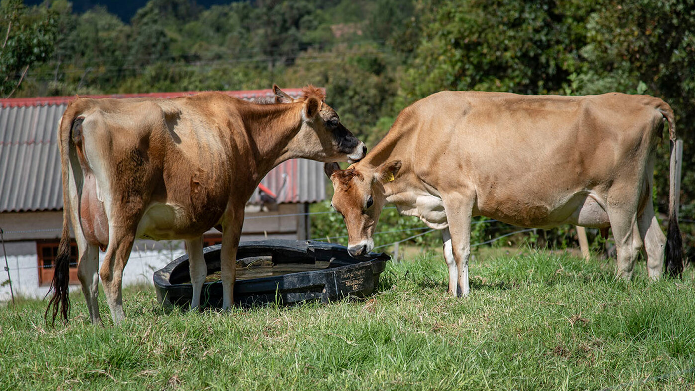 Por debajo de 24 °C el animal debe consumir más alimento y destinar los nutrientes y la energía a funciones de mantenimiento, pero si la temperatura aumenta es menos activo. Foto: Nicol Torres Unimedios.