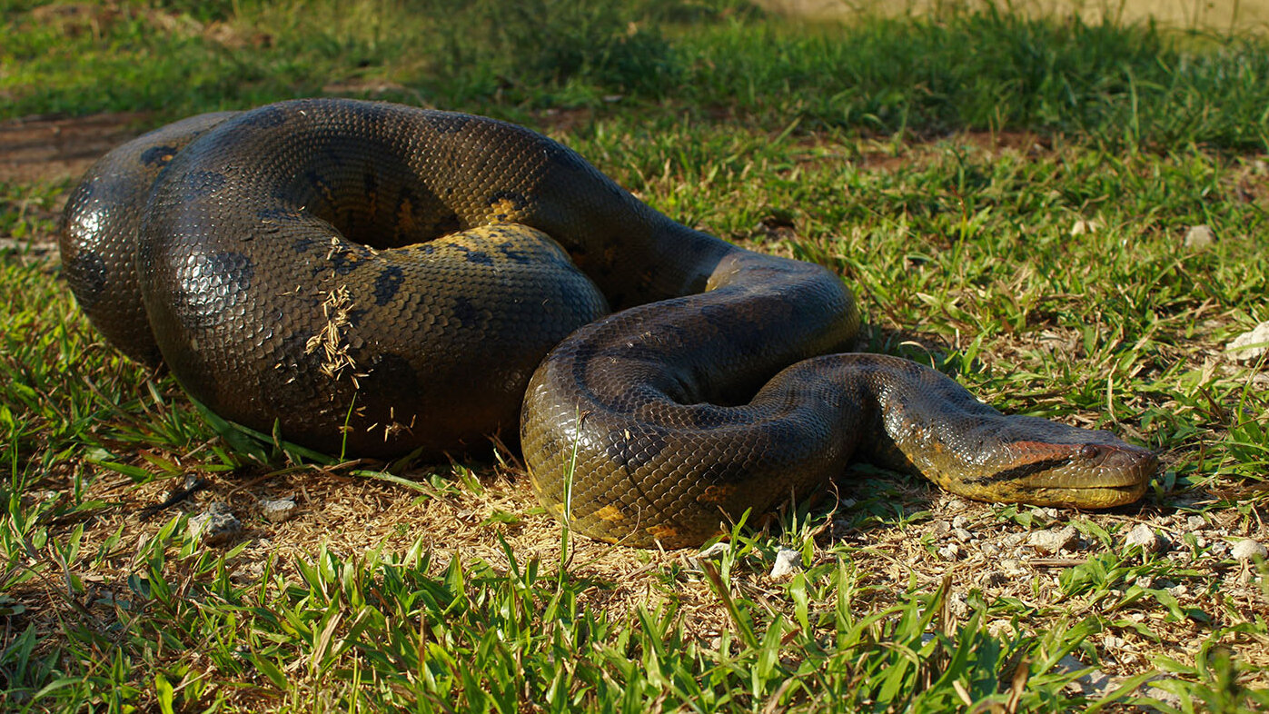 A la mordedura de serpiente, sea venenosa o no, se le conoce como accidente ofídico. Foto: Andrés Aponte, biólogo UNAL Sede Orinoquia.