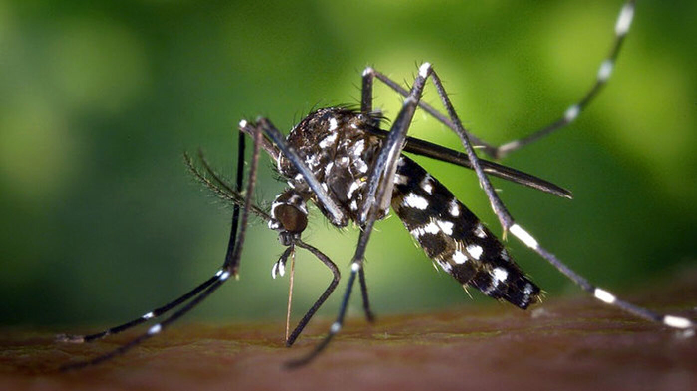 Mosquito Aedes aegypti, principal vector del dengue en humanos. Foto: Alcaldía de Montería.