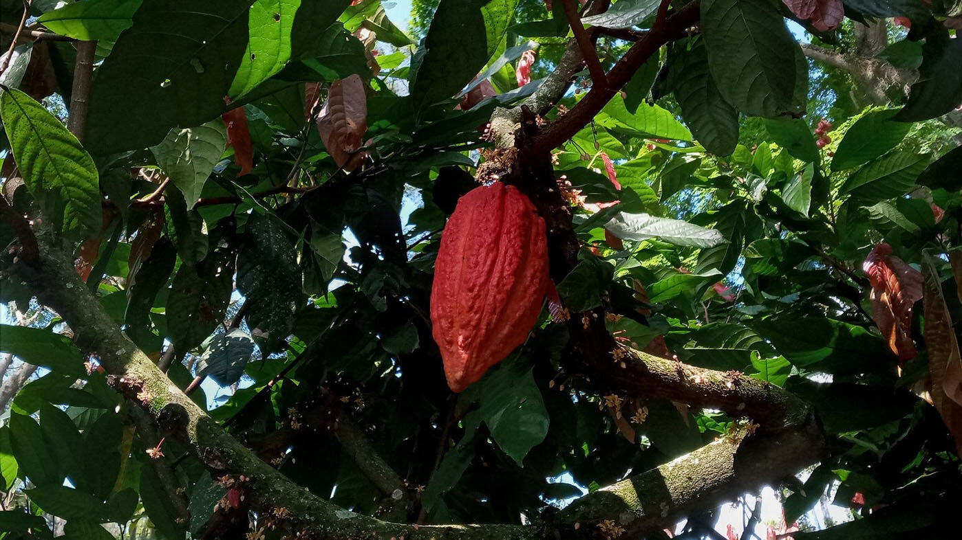 El estudio busca determinar las necesidades de agua en cultivos de cacao en el Valle del Cauca. Fotos: Óscar Eduardo Trujillo, estudiante del doctorado en Ciencias Agrarias de la UNAL.