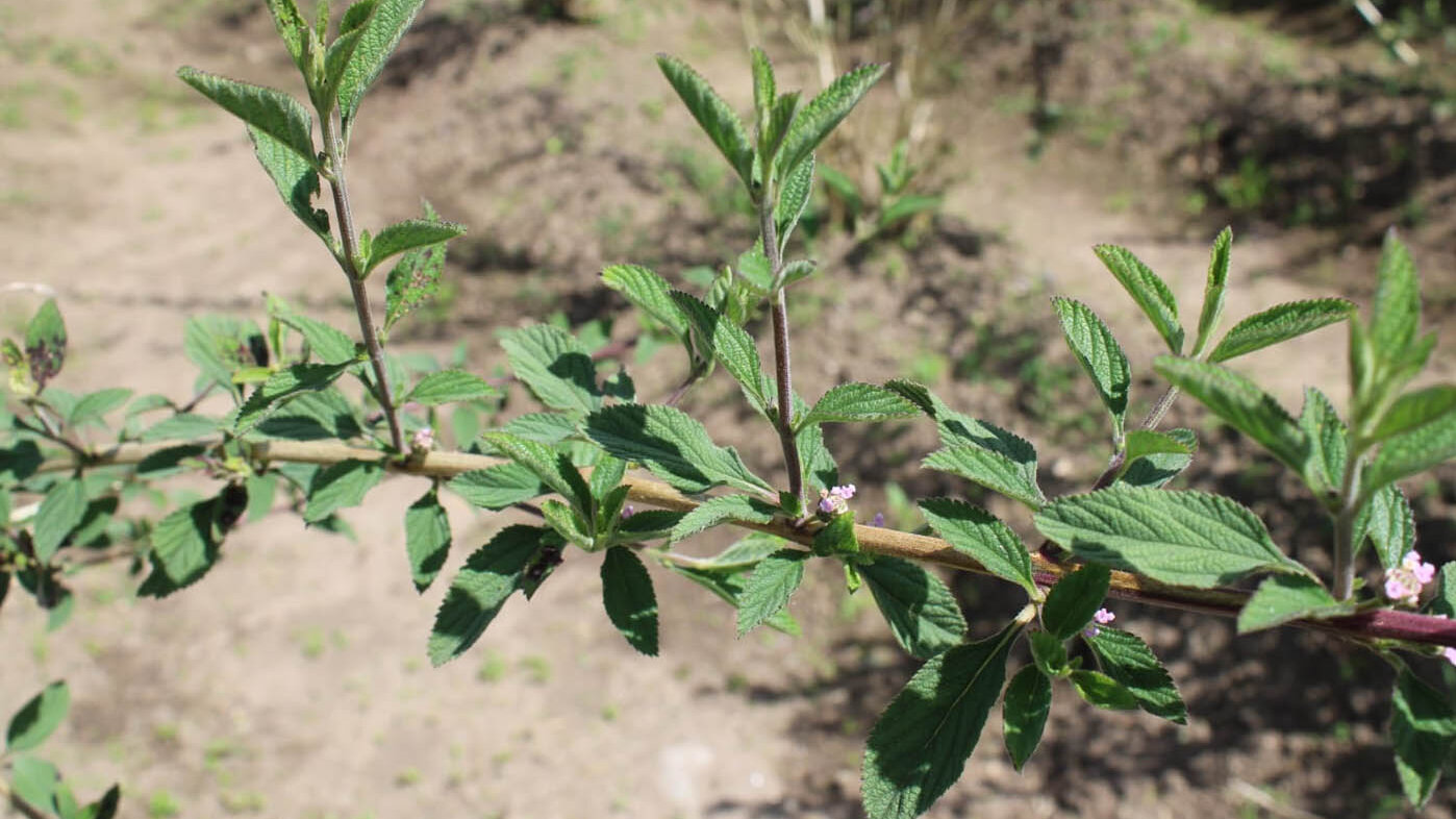 La investigación indagó la diversidad genética y la estructura poblacional de pronto alivio y anamú. Foto: Lina Tarazona, magíster en Ciencias Biológicas de la UNAL Sede Palmira.