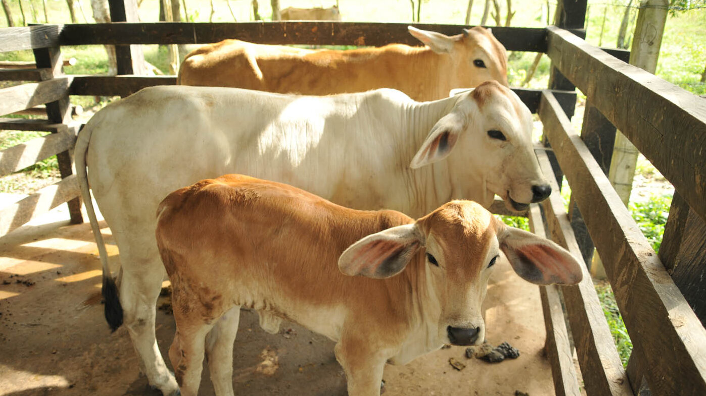 La tuberculosis bovina representa importantes pérdidas económicas para el sector ganadero, además de un riesgo para la salud de las personas. Fotos Archivo Unimedios