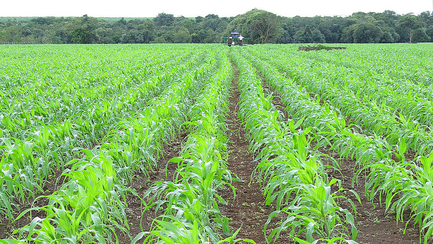 Aplicación de fertilizantes en cultivos de maíz; al fondo se observa el bosque de la galería. Fotos: César Botero, magíster en Ciencias Agrarias de la UNAL Sede Palmira.