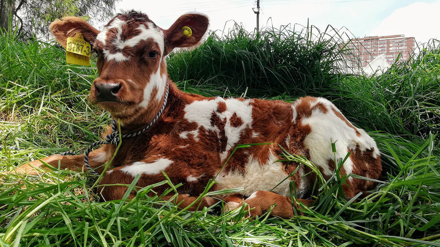 Un estudio demostró que algunas hormonas reproductivas son clave para mejorar la producción in vitro de bovinos. Foto: Silvia Andrea Ruiz Cristancho, magíster en Salud y Producción Animal de la UNAL.