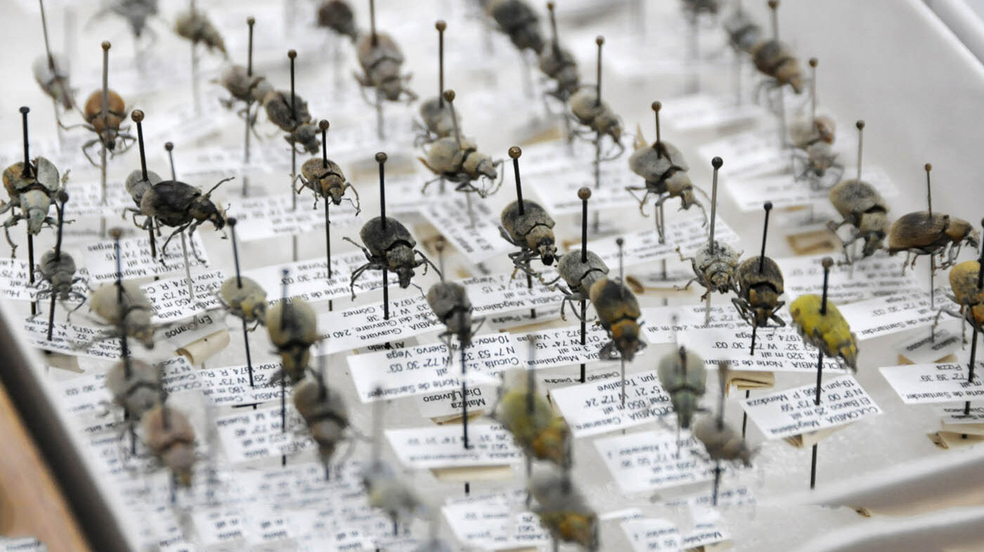 En el Museo Entomológico de la Facultad de Ciencias Agrarias de la UNAL se identifican y estudian los insectos que habitan en Colombia. Foto: archivo Unimedios.