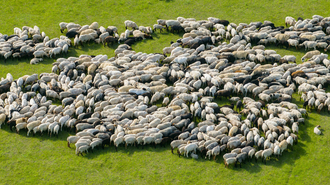 En Colombia la población ovina es de 1.819.247 animales, de los cuales el 73,2 % se concentra en la Región Caribe. Foto: Han Jiajun Imagine China vía AFP.