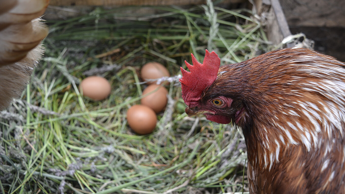 Por su rendimiento y las características de sus huevos, las ponedoras marrones son las gallinas más utilizadas en la industria avícola. Foto: archivo Unimedios.