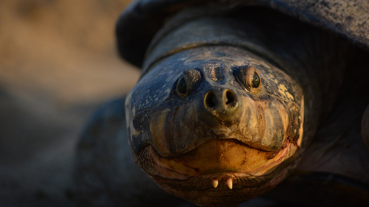 Con longitudes de hasta 1,5 m, la charapa es una de las tortugas de agua dulce más grandes del mundo. Fotos: Mónica Tatiana Nieto Vera, magíster en Ciencias - Biología UNAL.