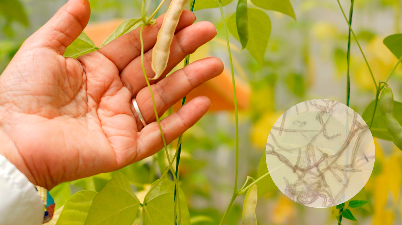 Las plantas de fríjol se salvarían de enfermedades graves usando un producto comercial que potencia su defensa antes hongos y otros microorganismos. Foto: Helmut Ceballos, Unimedios Palmira