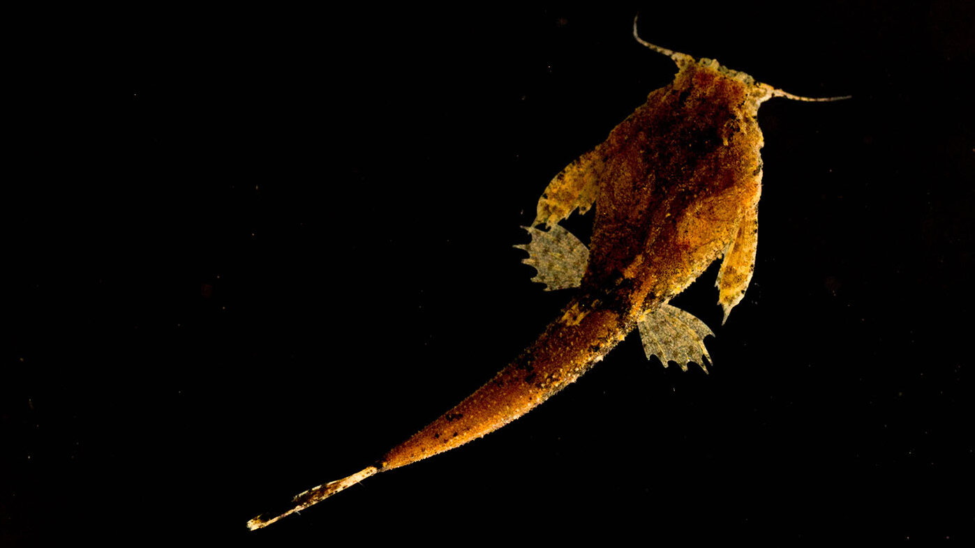 Ejemplar de Pseudobunocephalus, un género de peces de agua dulce que alcanza 8 cm. Foto: Édgar Larrarte, investigador del ICN de la UNAL.