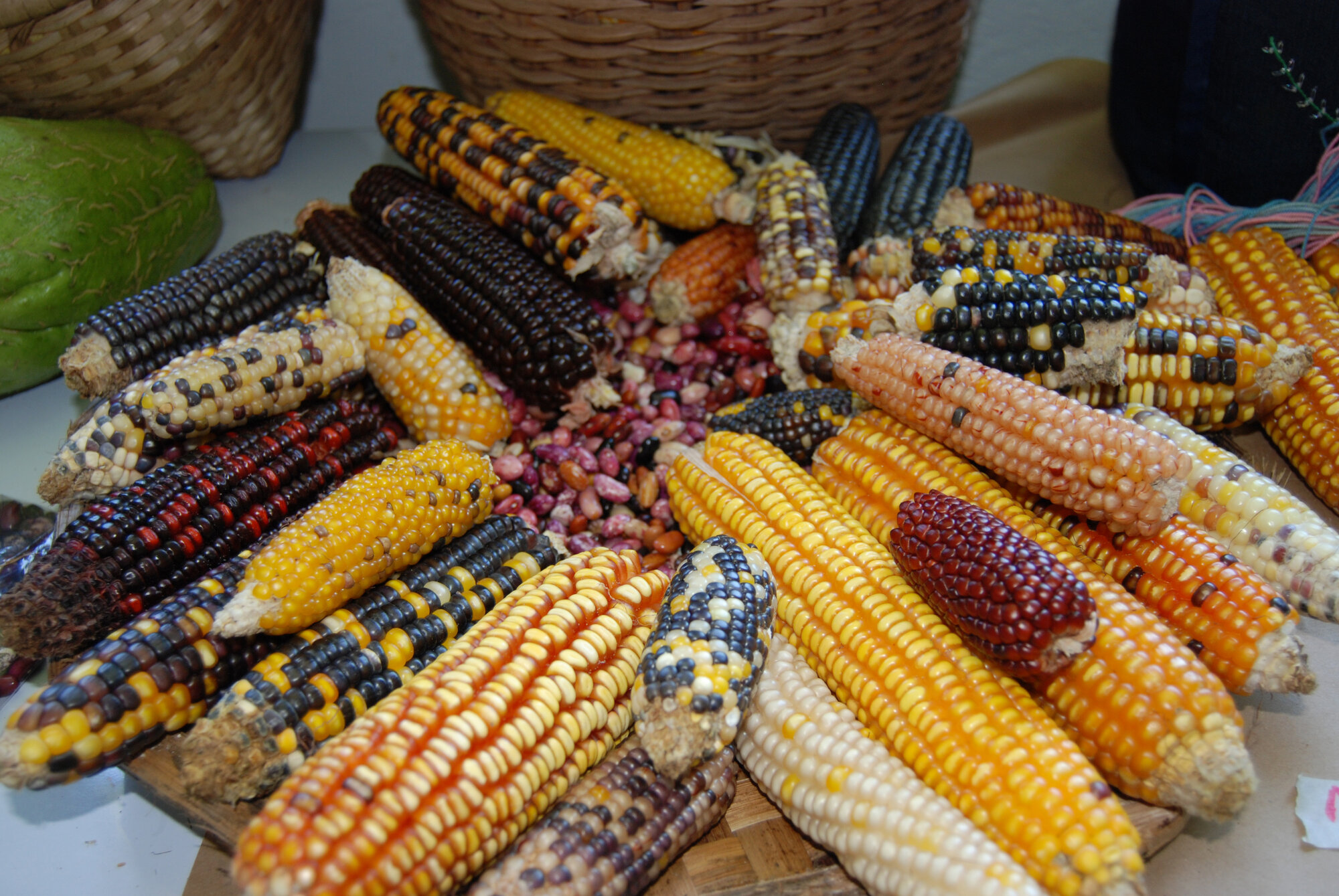 Caracterizan molecularmente 23 razas de maíces criollos.