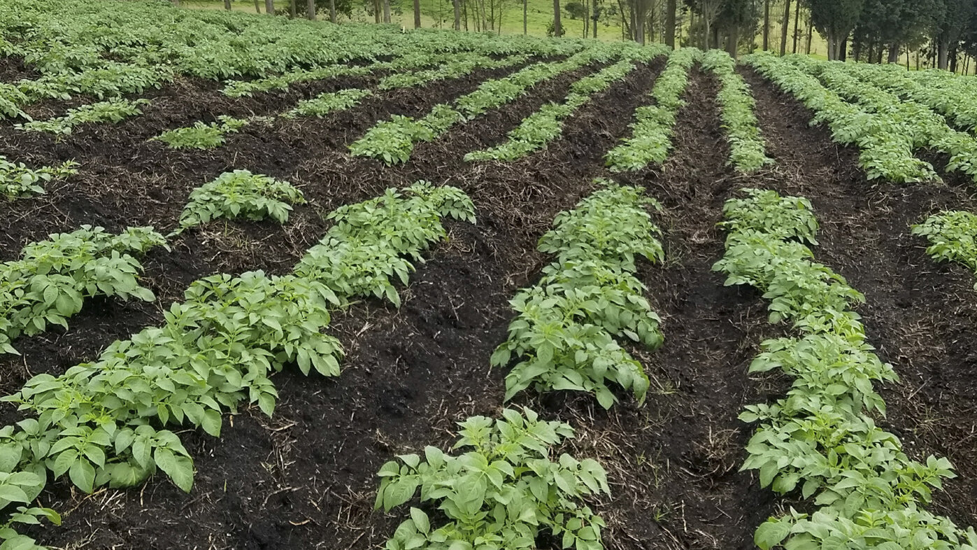 Plantas de papa 50 días después de la siembra en la zona de ensayo ubicada en Bojacá (Cundinamarca). Fotos: Omar Yezid Cristancho Rojas, magíster en Geomática de la UNAL.