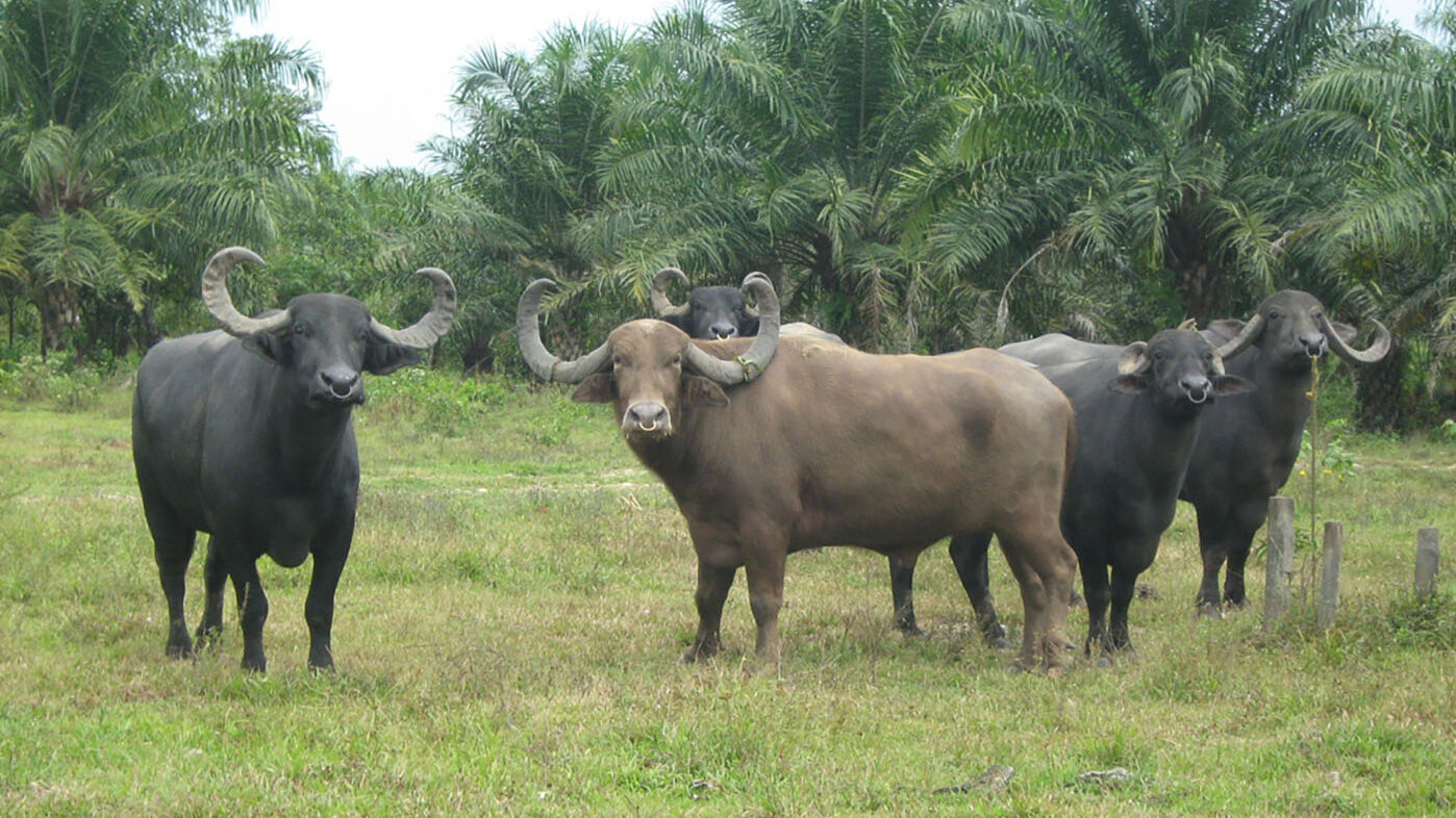 Los búfalos son animales con mejor adaptación a condiciones ambientales como las altas temperaturas. Foto: archivo Unimedios.