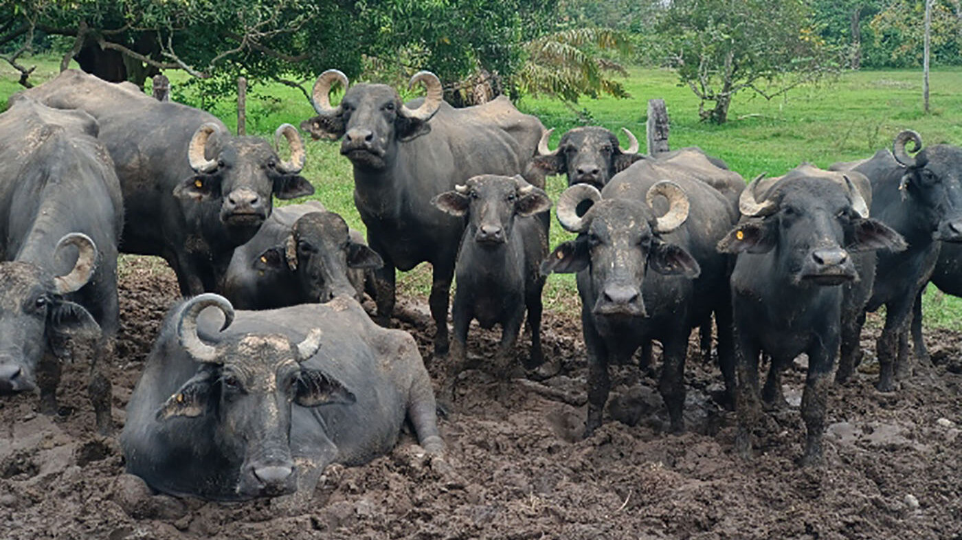 El uso de gonadotrofina equina comercial (eCG) mejora los índices de reproducción en búfalos. Foto: ICA.