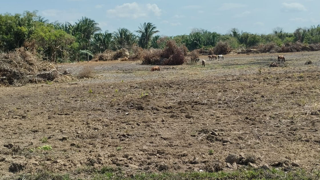 En Paz de Ariporo la ganadería se enfrenta a la transformación del suelo por el cultivo intensivo de arroz. Fotos: Ana María Romero, magíster en Gestión y Desarrollo Rural de la UNAL.