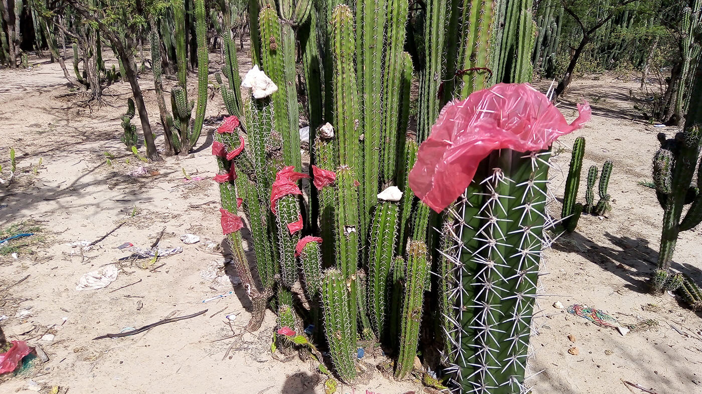 En La Guajira cada vez es más común ver la vegetación –como los cactus– cubiertos con bolsas plásticas. Fotos: Grupo de investigación Cero Plastic de la UNAL.