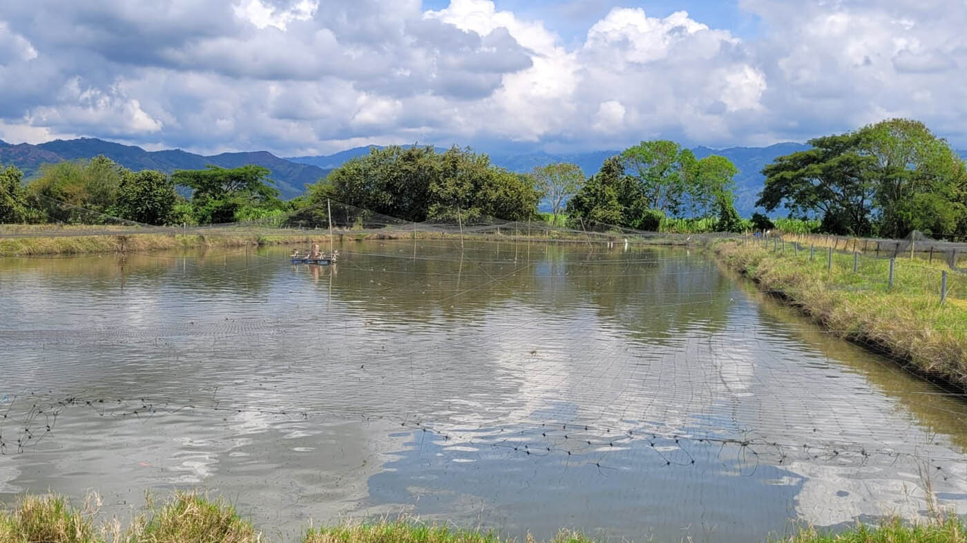 El estudio se desarrolló en la Granja Piscícola Campoalegre de Palmira, Valle del Cauca. Fotos: Eliana Perengüez, magíster en Ciencias Agrarias UNAL Sede Palmira.