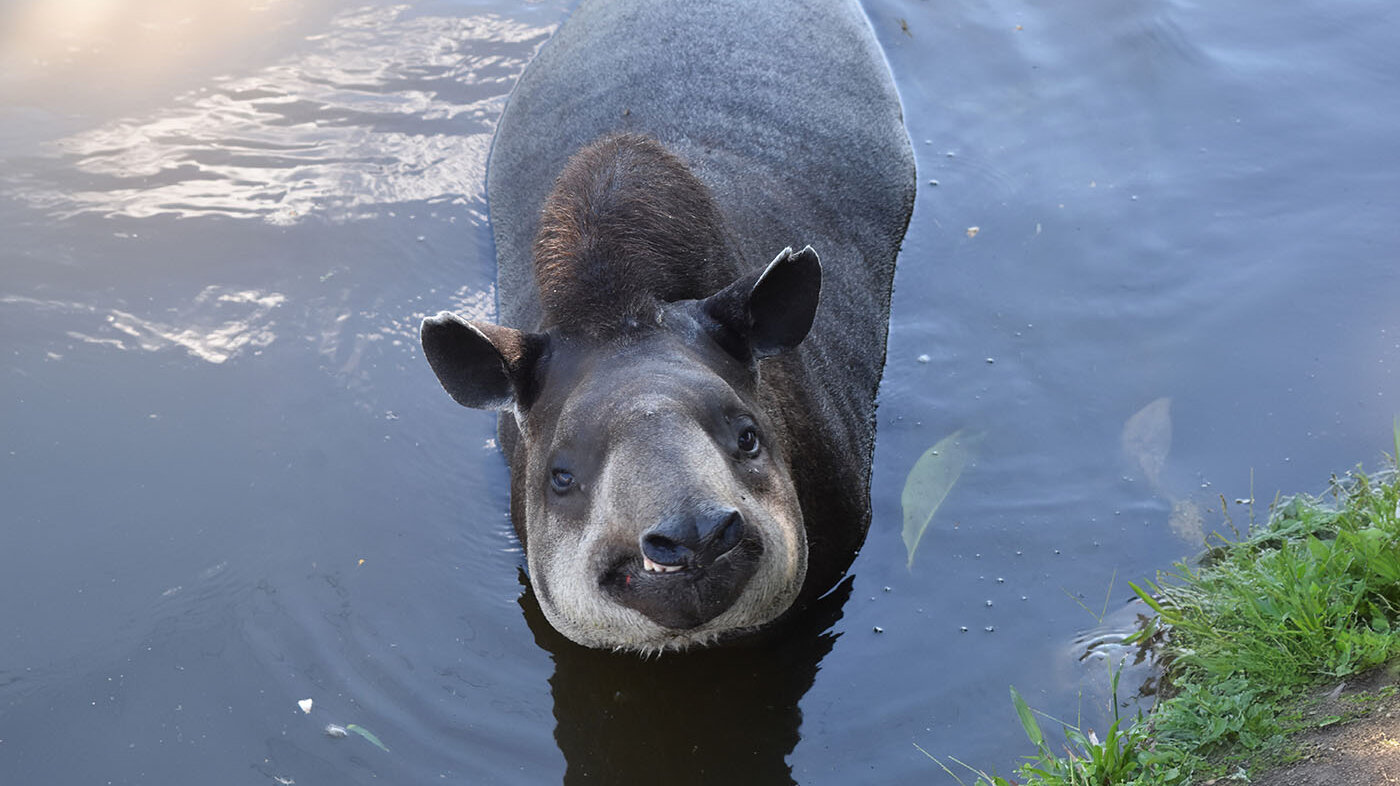 El tapir de tierras bajas (Tapirus terrestris) es el principal conservador de los ecosistemas en las áreas hidrográficas de Amazonas, Caribe, Magdalena-Cauca, y Orinoco. Foto: Federico Mosquera Guerra, investigador Ecolmod UNAL.