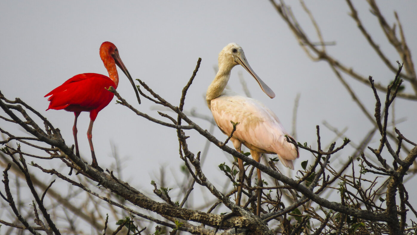 La corocora (Eudocimus ruber) y la garza paleta (Platalea ajajai) son unas de las aves más distintivas de la Orinoquia. Foto: Andrés Felipe Aponte, docente UNAL. 