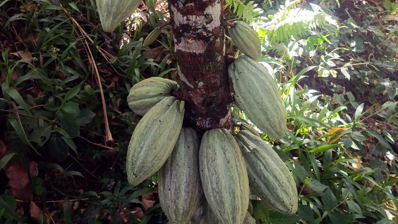 En los sistemas agroforestales de Chaparral las vainas del cacao crecen en armonía con otros cultivos y especies frutales. Foto: Jaqueline Chica, doctora en Agroecología.