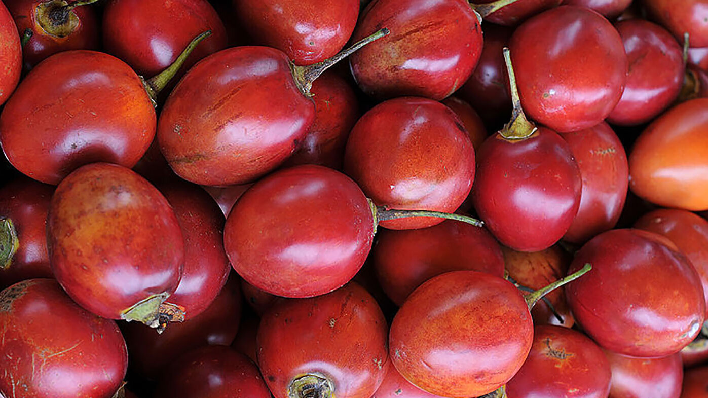 Aunque Colombia tiene una importante producción de tomate de árbol, esta se ve afectada por hongos como Colletotrichum tamarilloi. Foto: archivo Unimedios.