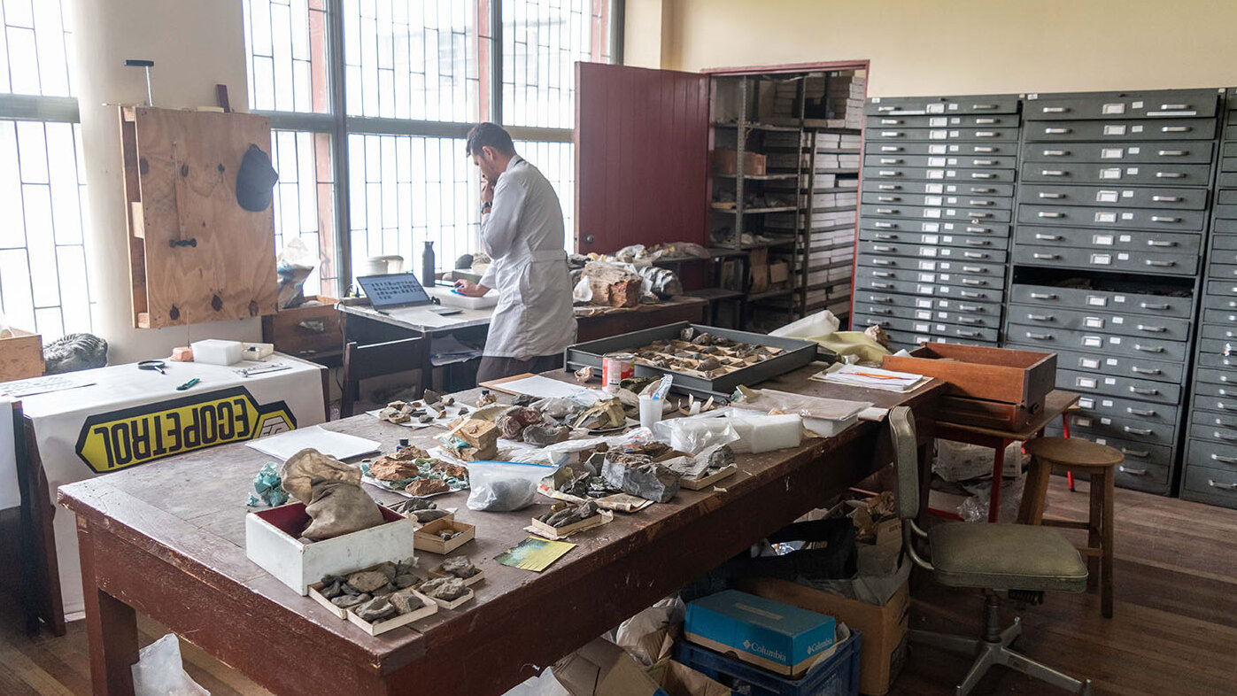 Colección Paleontológica del Instituto de Ciencias Naturales. Foto: Alejandro Novoa, ICN UNAL Sede Bogotá.